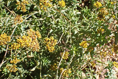 Helichrysum cymosum, photographed by Di Turner