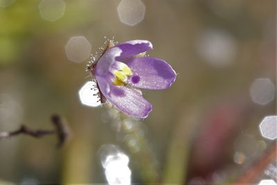 Byblis liniflora, photographed by Hugo Innes
