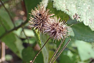 Sparrmannia africana, photographed by Di Turner