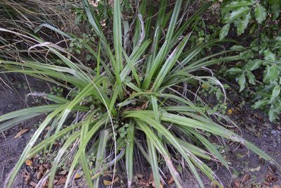Astelia fragrans, photographed by Jon Sullivan