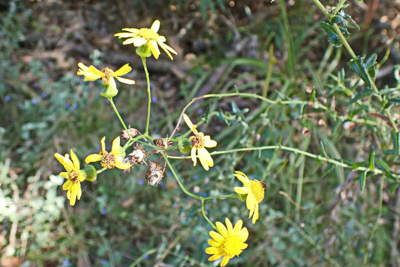 Senecio ilicifolius, photographed by Di Turner