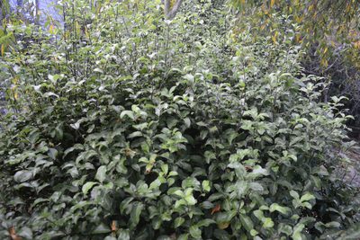 Pittosporum tenuifolium, photographed by Jon Sullivan