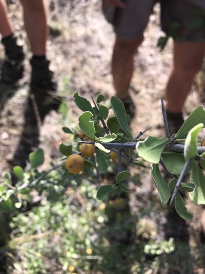 Gymnosporia pubescens, photographed by rosshawkins