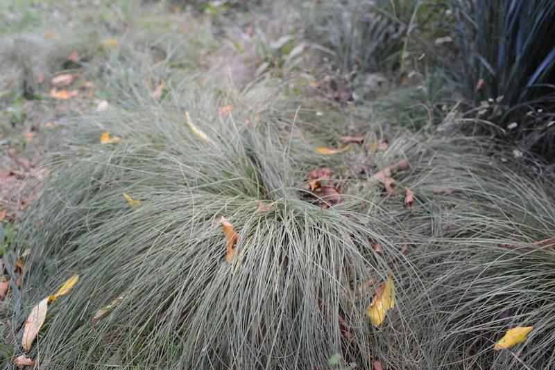 Carex comans, photographed by Jon Sullivan