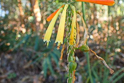 Kniphofia uvaria, photographed by Di Turner