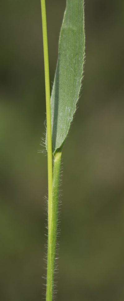 Dichanthelium leibergii, photographed by aarongunnar