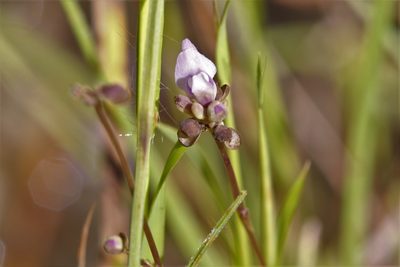 Utricularia caerulea, photographed by Hugo Innes