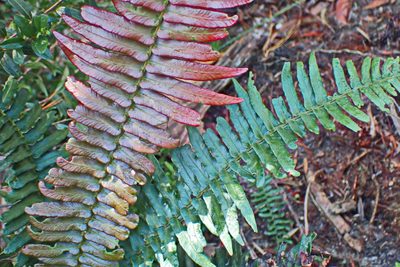 Blechnum punctulatum, photographed by Di Turner