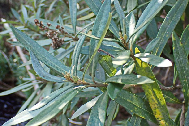 Brachylaena neriifolia, photographed by Di Turner