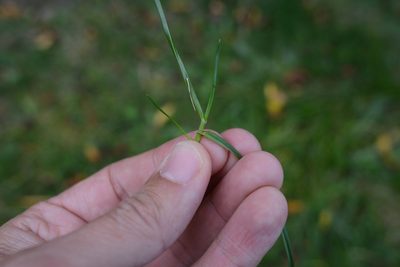 Agrostis capillaris, photographed by Jon Sullivan