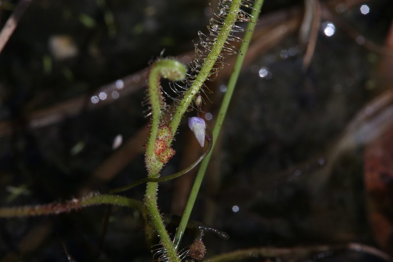 Utricularia foveolata, photographed by Hugo Innes