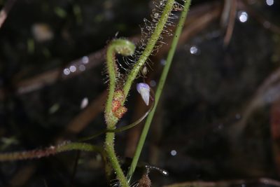 Utricularia foveolata, photographed by Hugo Innes