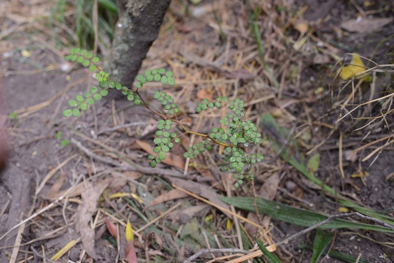 Sophora microphylla, photographed by Jon Sullivan