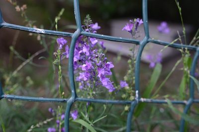 Linaria purpurea, photographed by Jon Sullivan