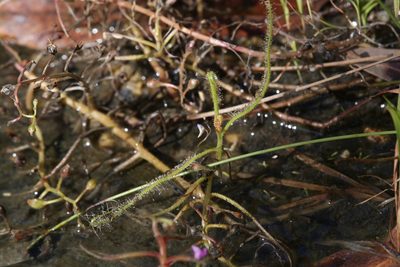 Utricularia foveolata, photographed by Hugo Innes