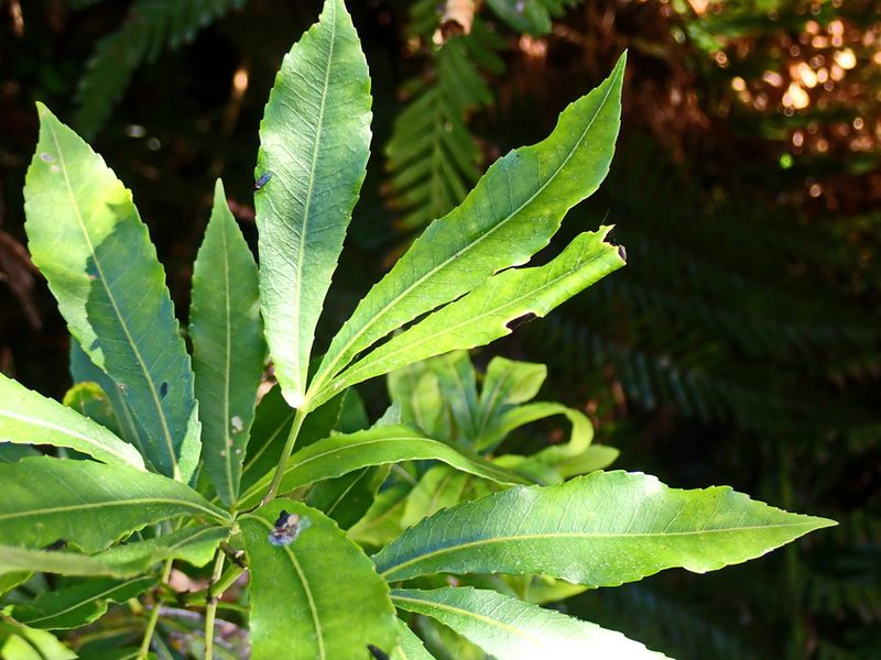 Platylophus trifoliatus, photographed by Di Turner