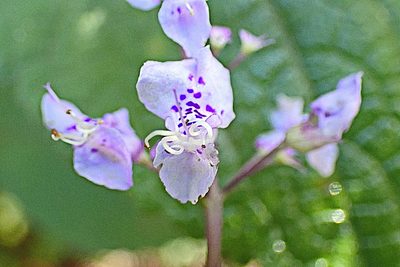 Plectranthus fruticosus, photographed by Di Turner