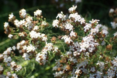 Selago corymbosa, photographed by Di Turner