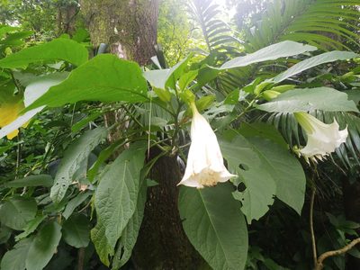 Brugmansia suaveolens, photographed by 劉哲瑋