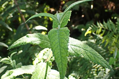 Buddleja salviifolia, photographed by Di Turner