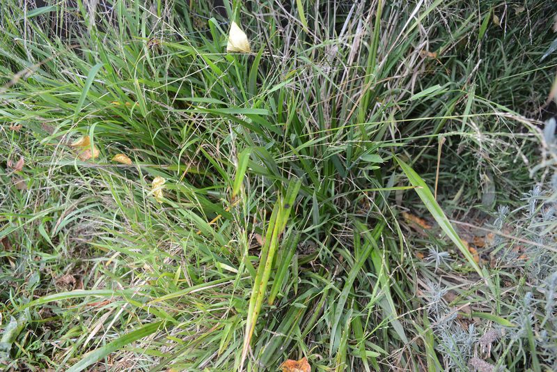 Dianella nigra, photographed by Jon Sullivan