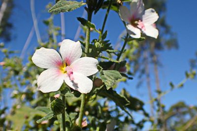Pavonia columella, photographed by Di Turner