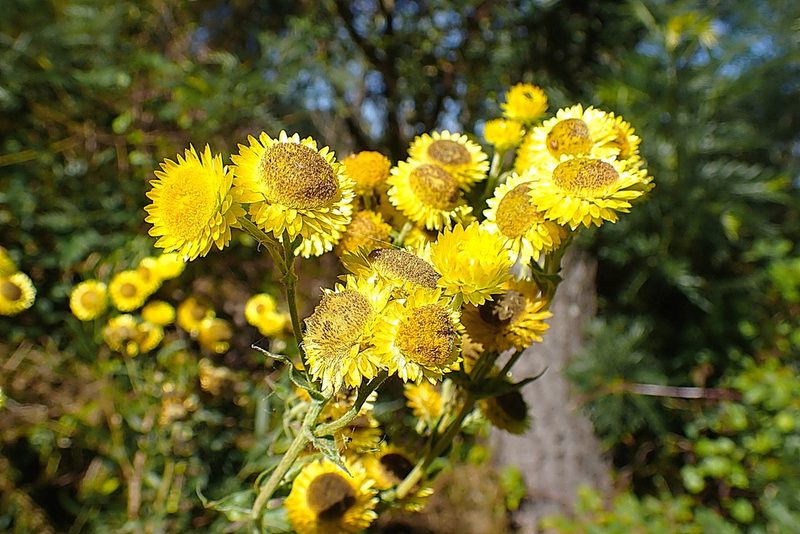 Helichrysum foetidum, photographed by Di Turner