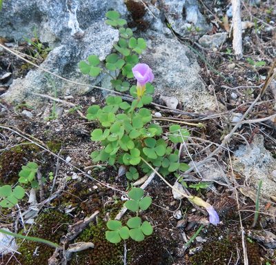Oxalis depressa, photographed by linkie
