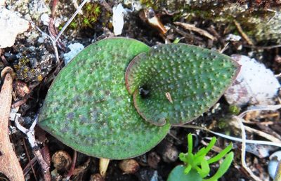 Massonia longipes, photographed by linkie