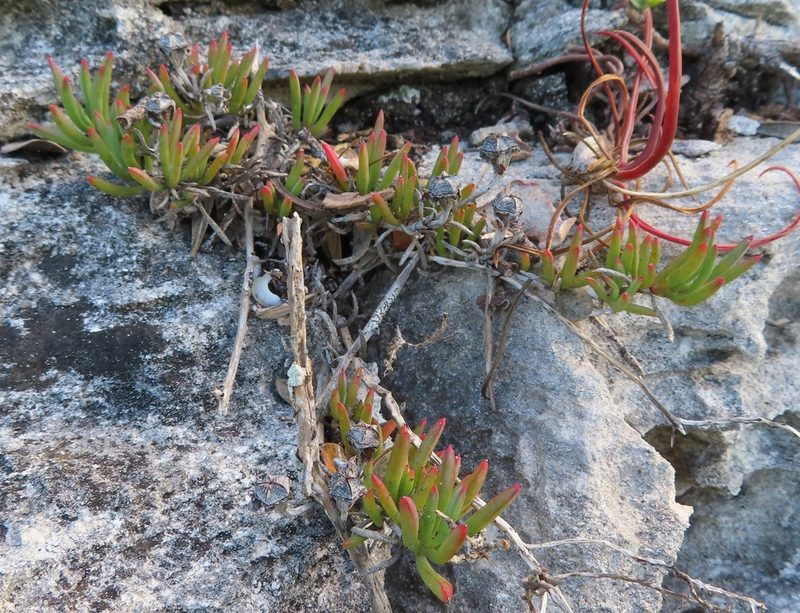 Lampranthus ceriseus, photographed by linkie