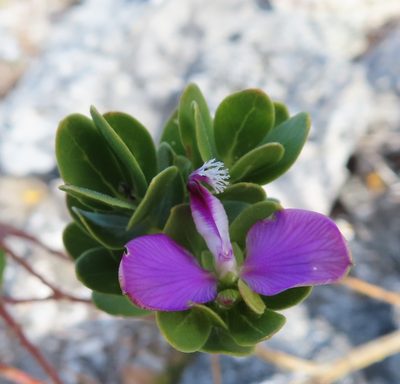 Polygala myrtifolia, photographed by linkie