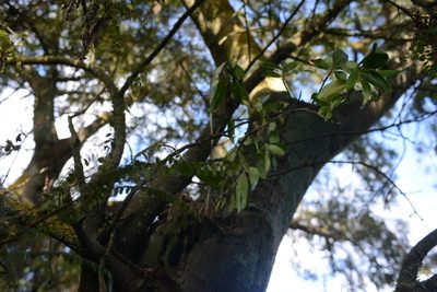Coprosma robusta, photographed by Jon Sullivan