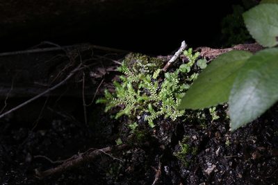 Selaginella ciliaris, photographed by Hugo Innes