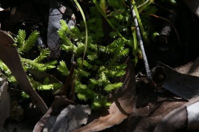 Selaginella ciliaris, photographed by Hugo Innes