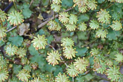 Marchantia berteroana, photographed by Di Turner