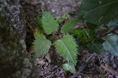 Aristotelia serrata, photographed by Jon Sullivan