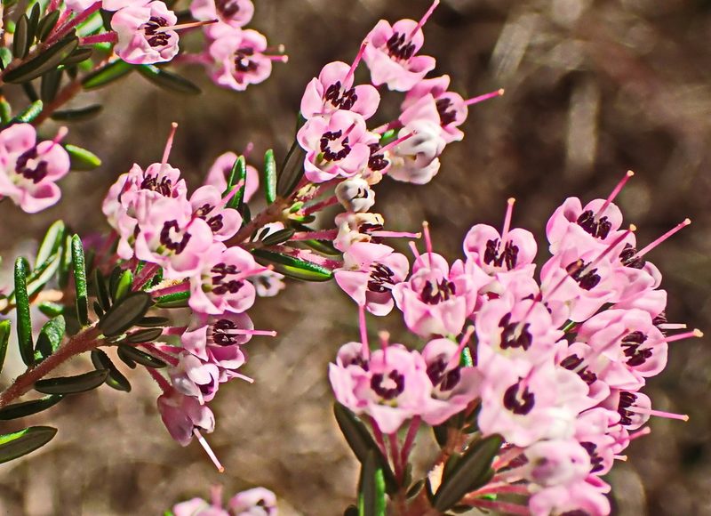 Erica canaliculata, photographed by Di Turner