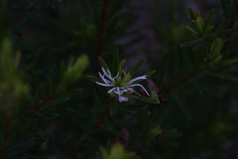 Pseudanthus ligulatus, photographed by Hugo Innes