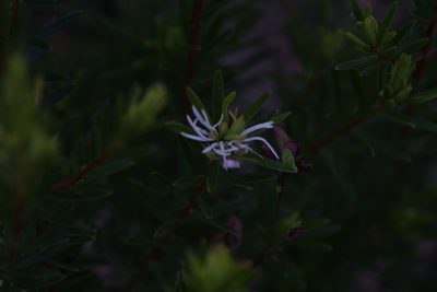 Pseudanthus ligulatus, photographed by Hugo Innes