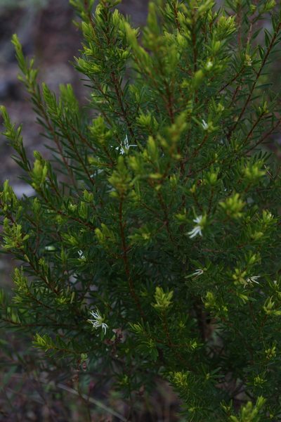 Pseudanthus ligulatus, photographed by Hugo Innes