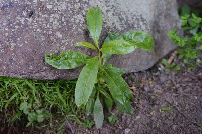 Myoporum laetum, photographed by Jon Sullivan