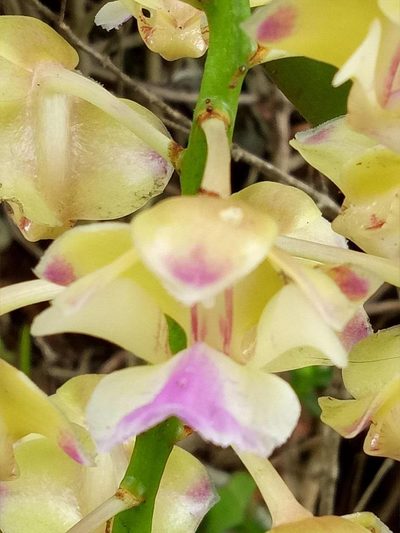 Aerides houlletiana