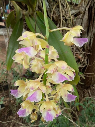 Aerides houlletiana, photographed by Wutthichayapartith Rasvara Nangkasamarinile
