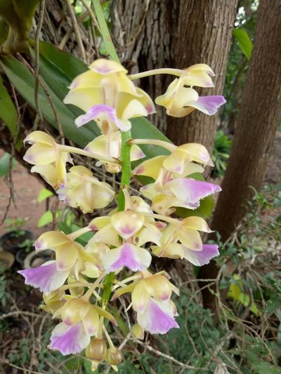 Aerides houlletiana, photographed by Wutthichayapartith Rasvara Nangkasamarinile