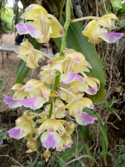 Aerides houlletiana, photographed by Wutthichayapartith Rasvara Nangkasamarinile