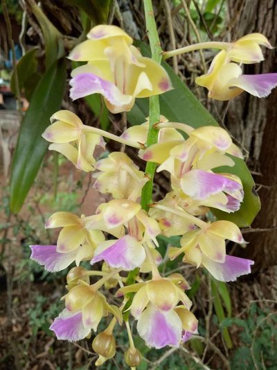 Aerides houlletiana, photographed by Wutthichayapartith Rasvara Nangkasamarinile