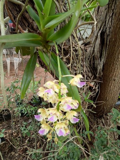 Aerides houlletiana, photographed by Wutthichayapartith Rasvara Nangkasamarinile