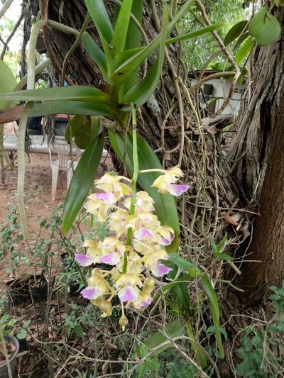Aerides houlletiana, photographed by Wutthichayapartith Rasvara Nangkasamarinile