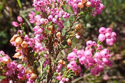 Erica gracilis, photographed by Di Turner