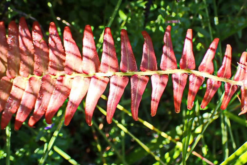 Blechnum punctulatum, photographed by Di Turner